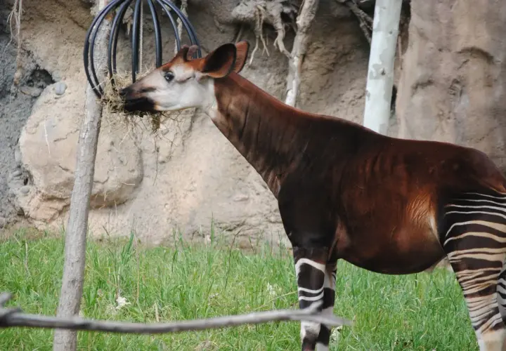 Okapi, jak z sen o okapi, je w trawie, jedząc z metalowego podajnika.