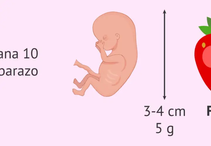 Feto de 10 semanas de embarazo, tamaño de fresa, 3-4 cm y 5 g.