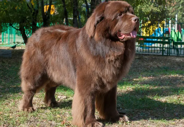 Un perro terranova marrón, uno de los perros super grandes, posa en un parque con su lengua afuera.