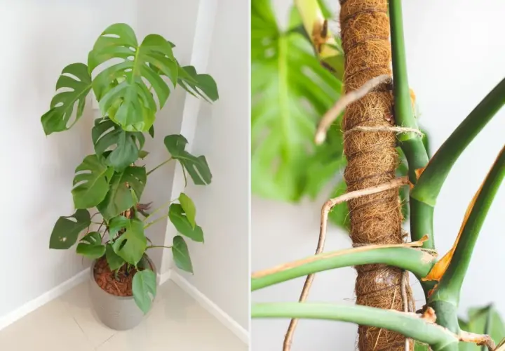 Monstera z pięknymi liśćmi i korzeniami powietrznymi oplatającymi palik.