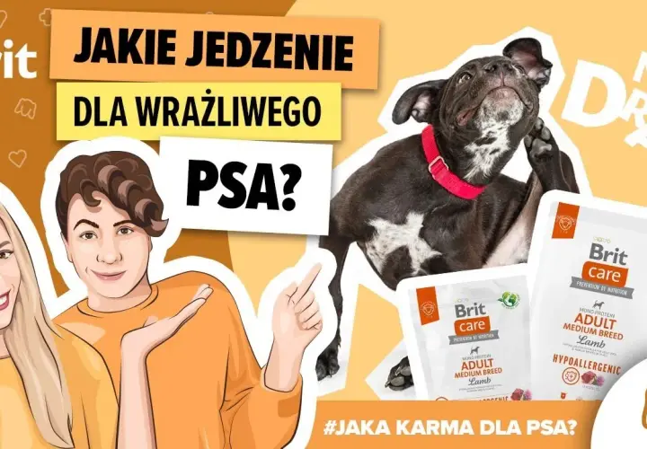 Jaka karma dla psa, który się drapie? Sprawdź skuteczne rozwiązania