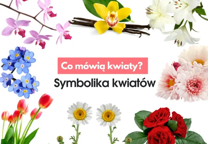 Jakich kwiatów nie dawać kobiecie: lista znaczeń i negatywnej symboliki