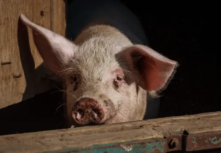 Un cochon rose, peut-être un verrat, regarde hors d'une étable en bois. La différence entre porc, cochon et verrat est subtile.