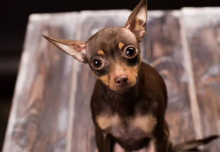 Mały, brązowy piesek chihuahua z wielkimi oczami, ciekawie przechyla głowę. Zastanawiasz się, ile waży chihuahua?