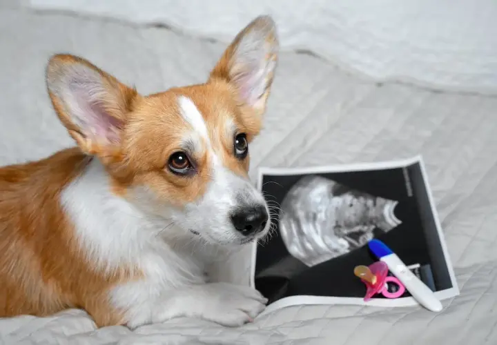 Corgi patrzy na zdjęcie USG i test ciążowy. Czy to oznacza, że pies chodzi w ciąży?