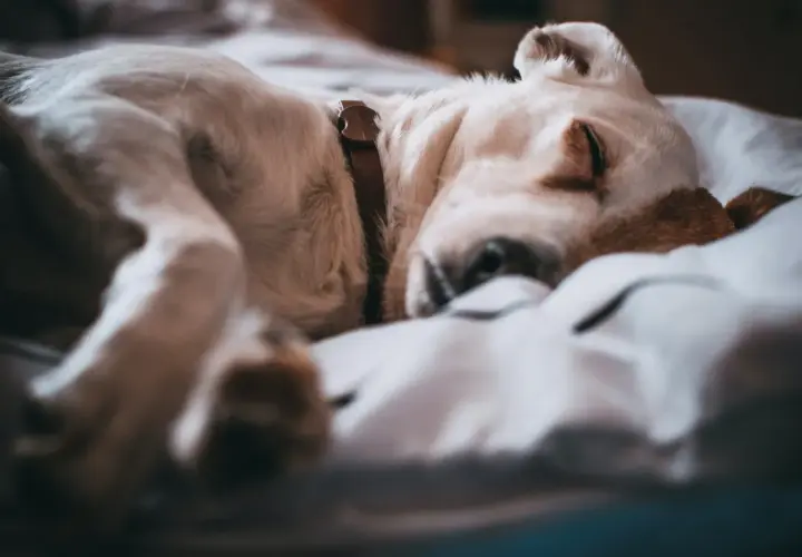 Un tierno cachorro de perro duerme plácidamente sobre una cama, quizás soñando con cachorros de perro y aventuras.