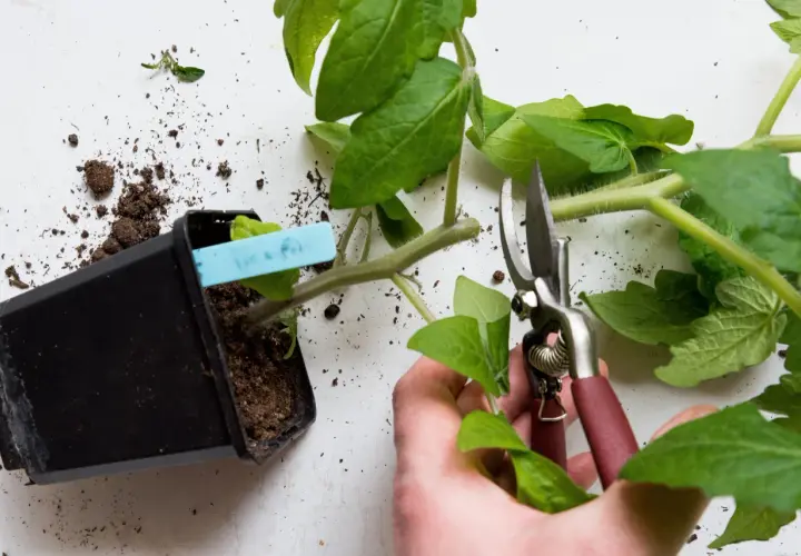 En hand klipper en tomatplanta med en sekatör. Jord och en kruka syns bredvid.