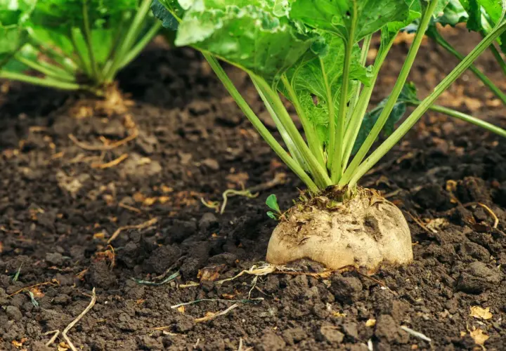 Una barbabietola da zucchero emerge dal terreno fertile, promettendo un raccolto dolce. La semina è iniziata.