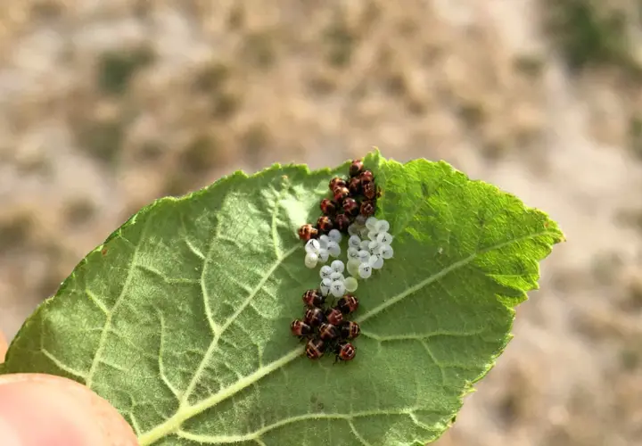 Un grappolo di uova di cimice verde, alcune bianche e altre marroni, su una foglia verde.