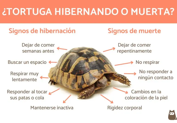 Tortuga con flechas indicando signos de hibernación (comer menos, buscar espacio, respirar lento, inactiva) y muerte (dejar de comer, no respirar, no responder, rigidez). Las tortugas hibernan para sobrevivir al frío.