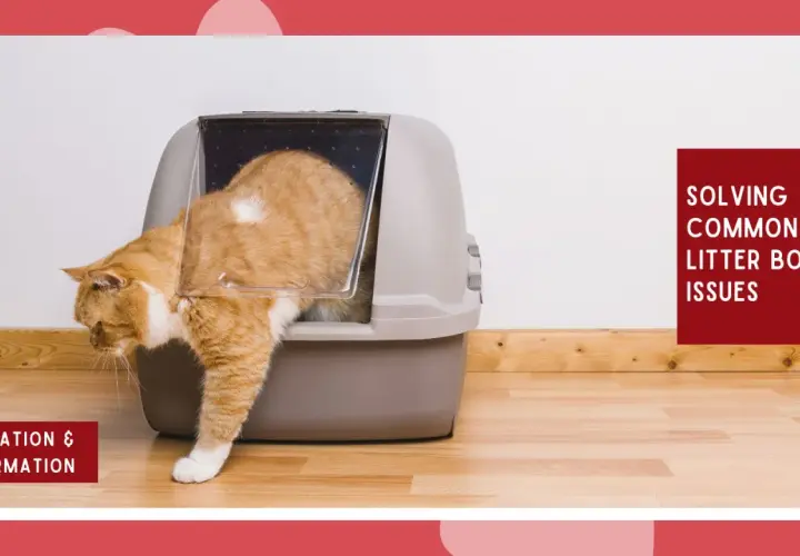 An orange cat enters a litter box. Learn how do cats know to use the litter box and solve common litter box issues.