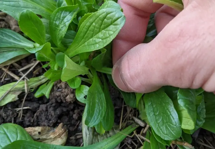 Main verte, une main pince délicatement un semis de mâche.