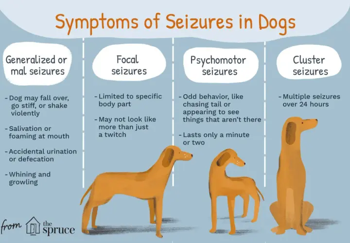 Infographic detailing symptoms of epilepsy in dogs, including generalized, focal, psychomotor, and cluster seizures, illustrated with orange dogs.