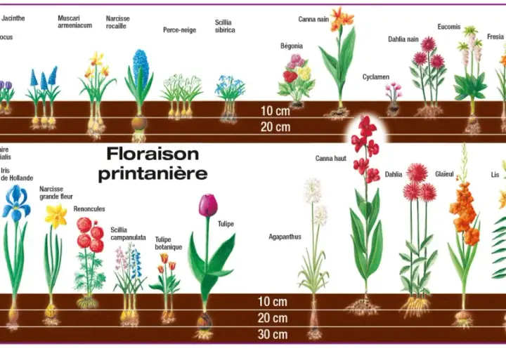 Illustration de divers bulbes de printemps et d'été, montrant leur croissance et leur floraison.