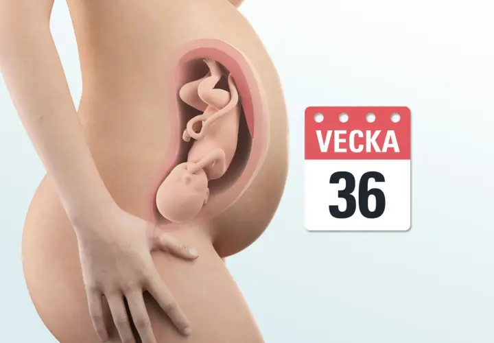Gravid vecka 36. En bebis växer i livmodern, redo att möta världen snart.