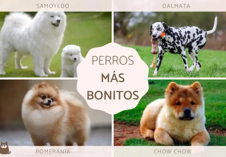 Cuatro razas de perros: Samoyedo, Dálmata, Pomerania y Chow Chow, todos ellos perros más bonitos del mundo.