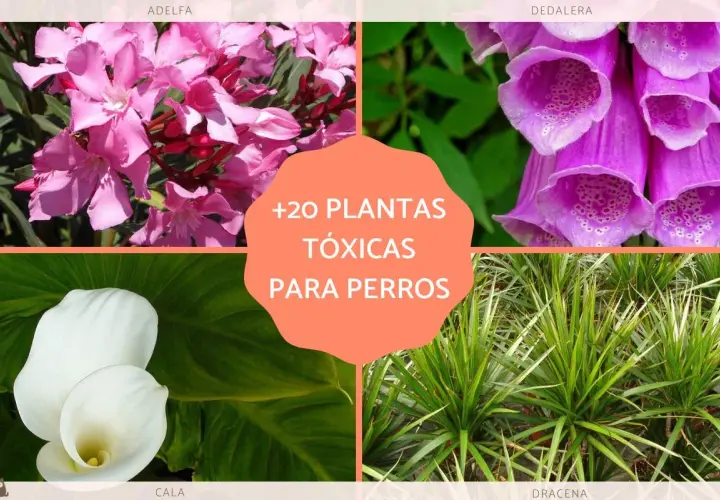 Adelfa, dedalera, cala y drácena son algunas de las plantas tóxicas para perros que debes evitar.
