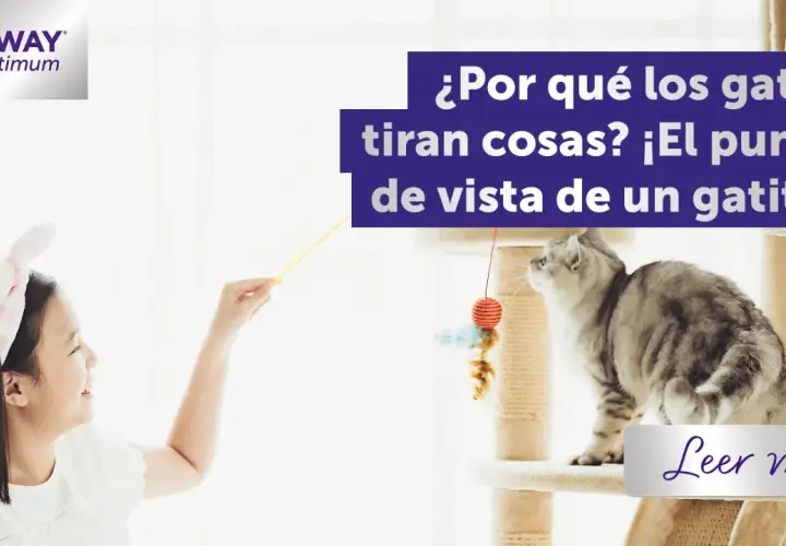 Una niña juega con un gato gris en un rascador, explorando por qué los gatos tiran cosas desde su perspectiva gatuna.