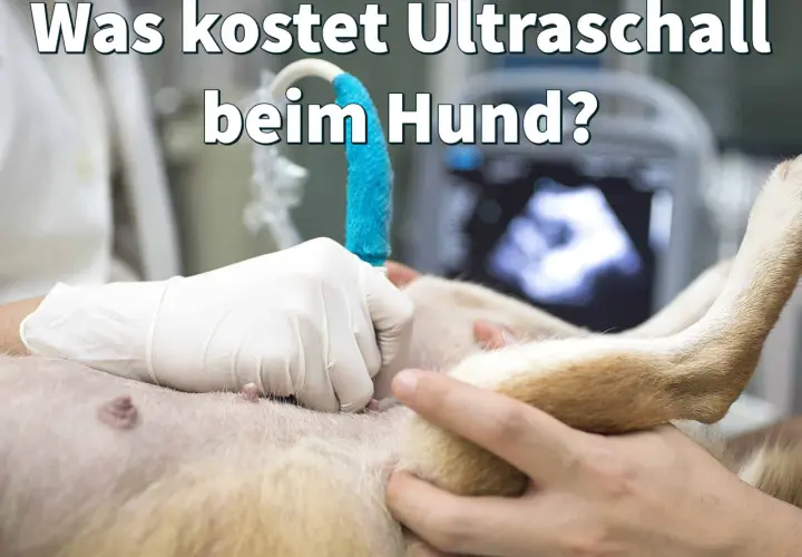 Tierarzt führt Ultraschall bei Hund durch. Informiere dich über die Ultraschall Hund Kosten und mögliche Gründe für die Untersuchung.