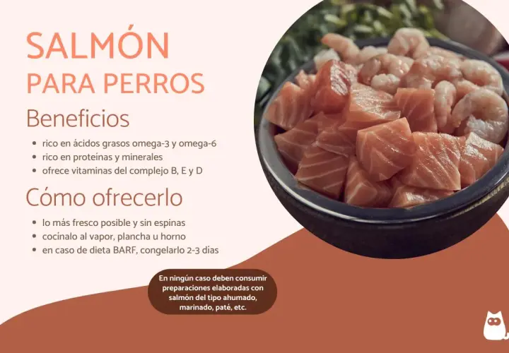 Un tazón lleno de trozos de salmón fresco y camarones. Los perros pueden comer salmón, es rico en nutrientes y beneficioso para su salud.