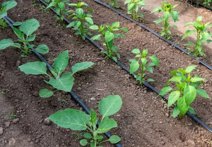 Piantine di melanzane e peperoni in terra, con un sistema di irrigazione fai da te a goccia che le nutre.