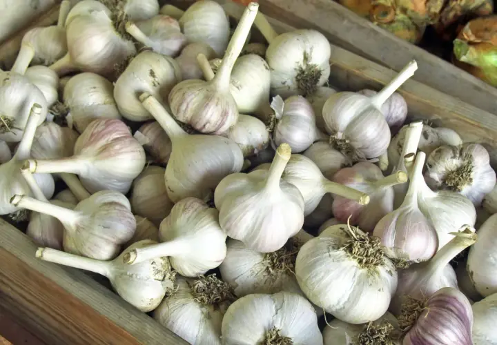 Ein Haufen frischer Knoblauchköpfe, bereit zum Knoblauch lagern. Die weißen und violetten Schalen sind gut sichtbar.