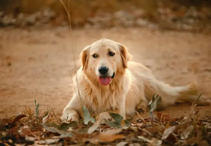 Uroczy golden retriever leży na ziemi, otoczony suchymi liśćmi i trawą.