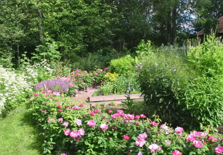 En lummig trädgård med frodiga rosor zon 5 i full blom. En slingrande gång leder genom ett hav av rosa blommor och grönska.