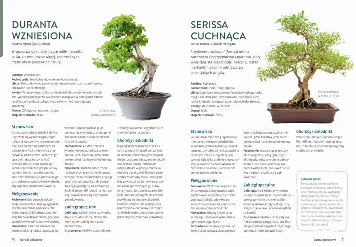 Jak dbać o drzewko bonsai: duranta wzniesiona i serissa cuchnąca. Porady dotyczące stanowiska, podlewania, nawożenia i przycinania.