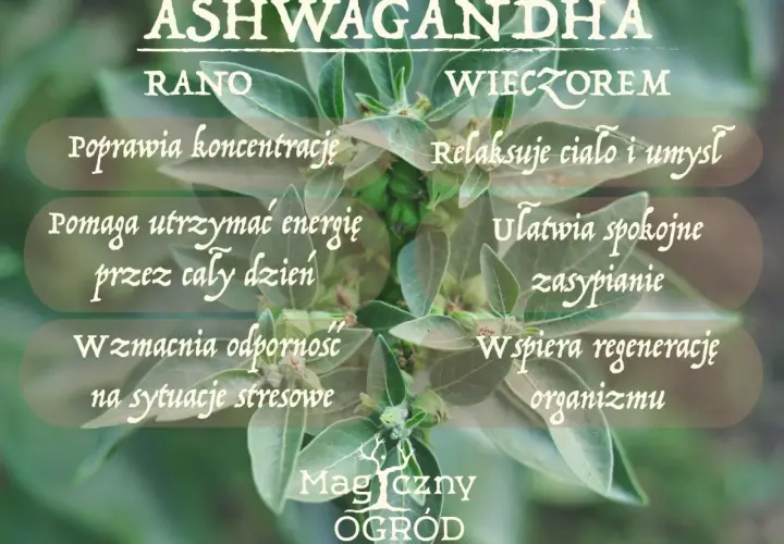 Ashwagandha rano czy na noc? Rano poprawia koncentrację i energię, wieczorem relaksuje i ułatwia zasypianie.