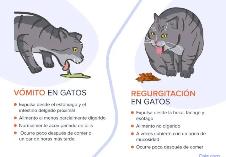 Gato gris vomita pienso entero. Otro gato regurgita comida sin digerir.