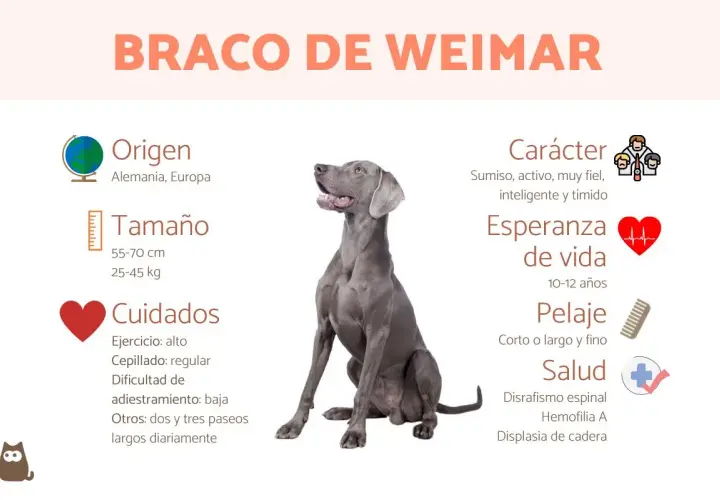 Un elegante **braco de Weimar** sentado, con información sobre su origen, tamaño, cuidados, carácter, esperanza de vida, pelaje y salud.