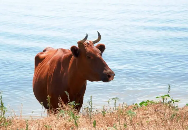Eine rote Kuh steht am Ufer eines Sees in Israel.