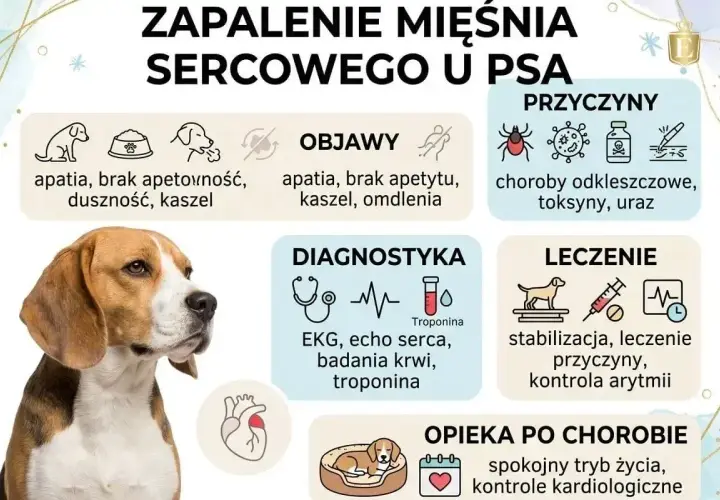 Zapalenie mięśnia sercowego u psa objawia się m.in. kaszlem, apatią i brakiem apetytu. Informacje o przyczynach, diagnostyce i leczeniu.