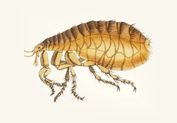 Ilustracja przedstawia pchłę, która może być pchłą psią u człowieka. Ma ona brązowo-żółty pancerz i sześć nóg.