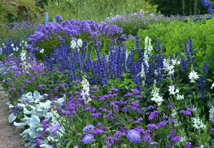 En lummig rabatt kantad av grusgång, fylld med lila perenner och vita blommor. En trädgård i full blom.