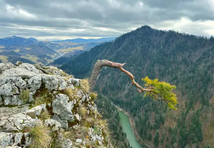 Widok na Tatry z Pienin. Z urwistej skały wyrasta samotna sosna, a w dole wije się zielona rzeka.