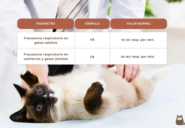 Gato siamés con ojos azules, acostado boca arriba mientras un veterinario revisa su respiración. La tabla muestra valores normales de frecuencia respiratoria para gatos.
