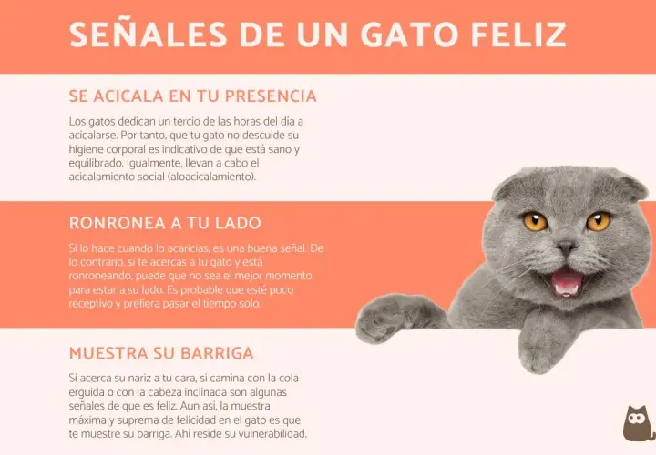 Gato gris con ojos anaranjados, feliz y relajado. Un gato solo es feliz cuando se siente seguro y amado.