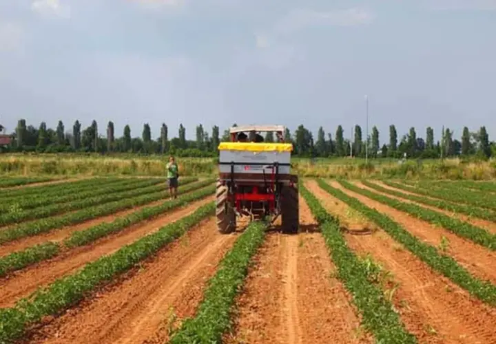 Trattore in un campo di pomodori, con un uomo che osserva. La scena suggerisce una tabella concimazione pomodoro per ottimizzare la crescita.