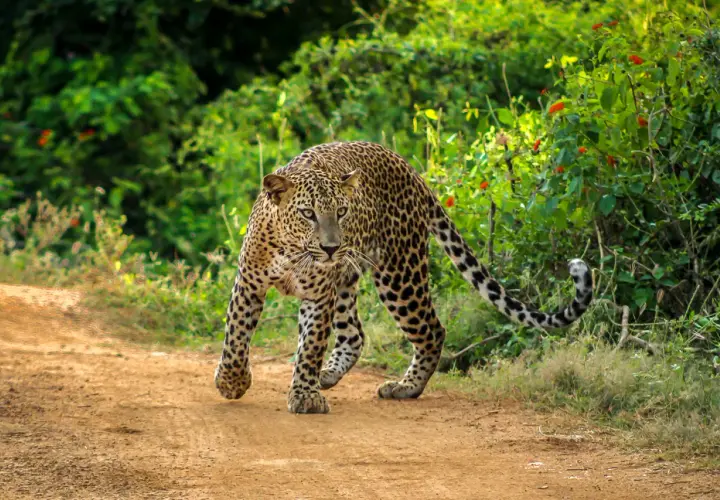 Ein Leopard schleicht auf einem erdigen Pfad im Yala Nationalpark.