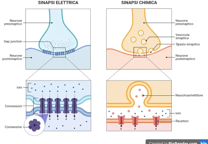Sinapsi elettrica e chimica: il significato della trasmissione nervosa. Due neuroni comunicano tramite connessioni o neurotrasmettitori.
