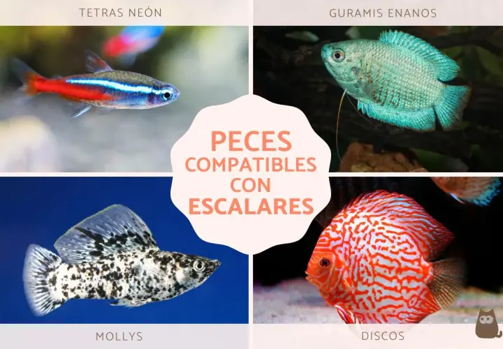 Tetras neón, guramis enanos, mollys y discos: peces compatibles con escalares para un acuario armonioso.