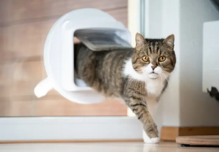 Katze nutzt frisch eingebaute Katzenklappe, um nach draußen zu gelangen.