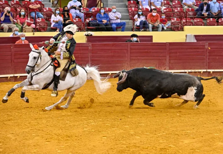 Antonio Ribeiro Telles, un rejoneador, domina un toro negro desde su caballo blanco en la arena.