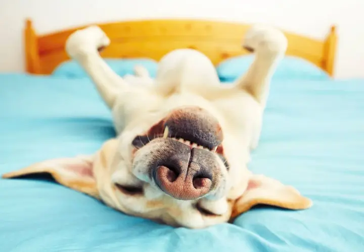 Un perro feliz boca arriba en la cama, con las patas en el aire. ¿Qué sueñan los perros? Quizás persiguen ardillas o comen golosinas sin fin.