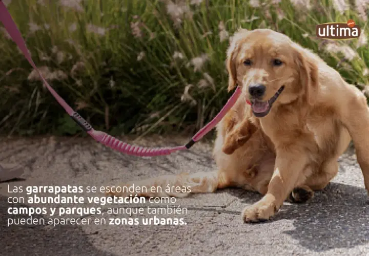 Perro dorado rascándose, alerta a las garrapatas en la hierba.