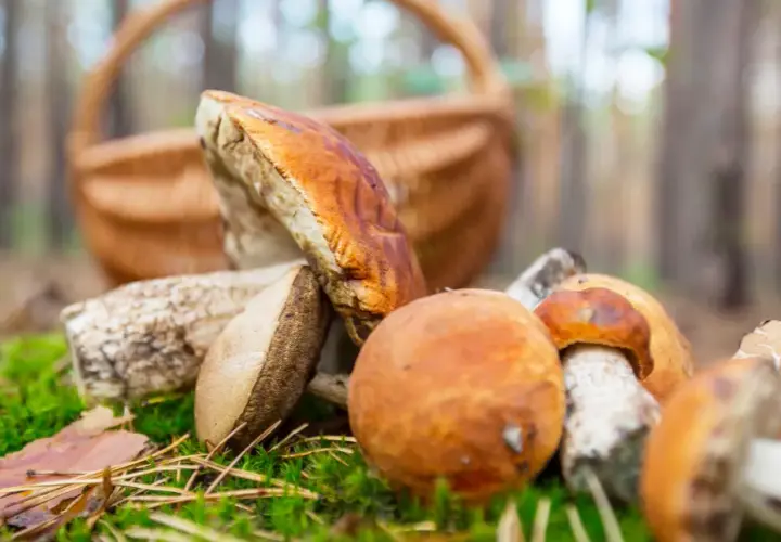 Gdzie na grzyby z noclegiem? Najlepsze miejsca na grzybobranie