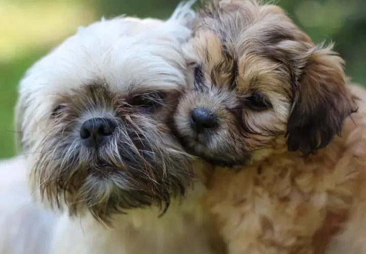 Dwa urocze szczenięta, jeden jaśniejszy, drugi ciemniejszy, przytulają się do siebie. To słodki shih tzu mieszaniec.