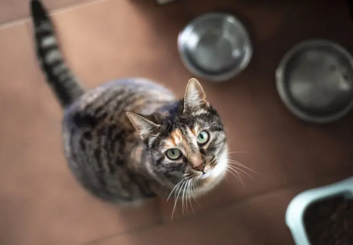 A tabby cat with green eyes looks up, perhaps wondering about recent cat food recalls and if its meal is safe.
